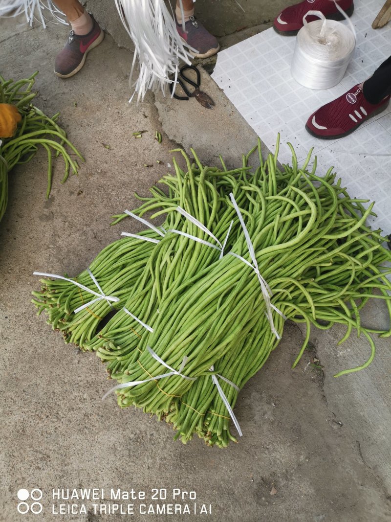 湖北长豆角绿龙豆角对接商超电商加工厂市场