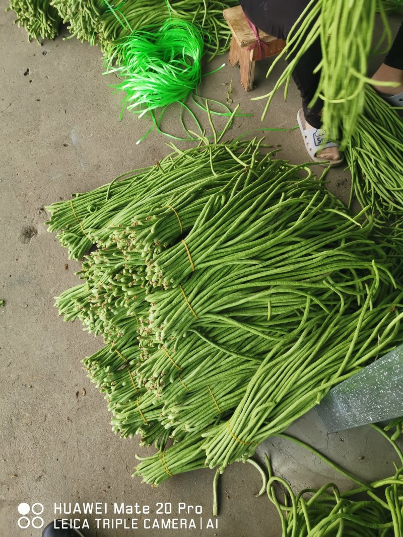 湖北长豆角绿龙豆角对接商超电商加工厂市场