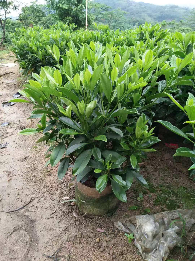 非洲茉莉大量清货出售中，40-120cm，需要的联系。