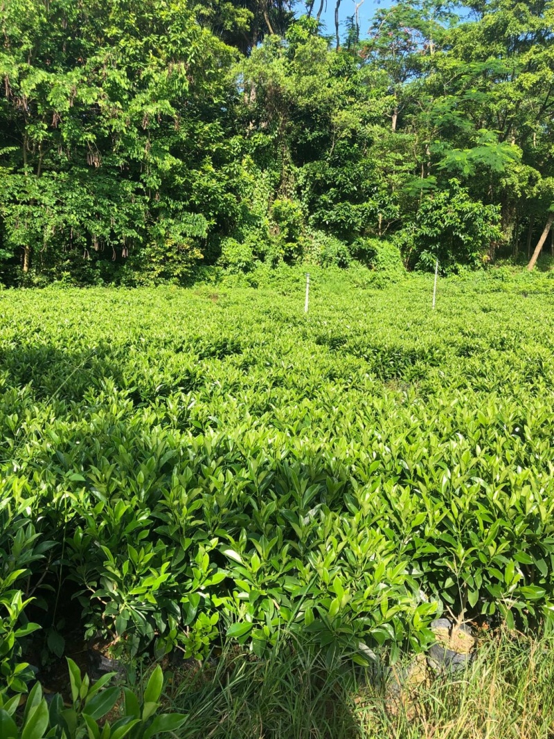 非洲茉莉大量清货出售中，40-120cm，需要的联系。