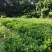 非洲茉莉大量清货出售中，40-120cm，需要的联系。