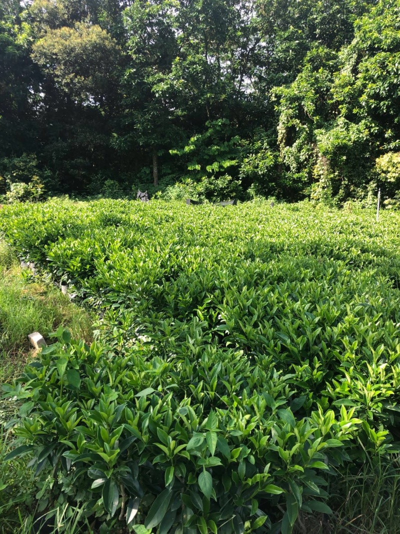 非洲茉莉大量清货出售中，40-120cm，需要的联系。