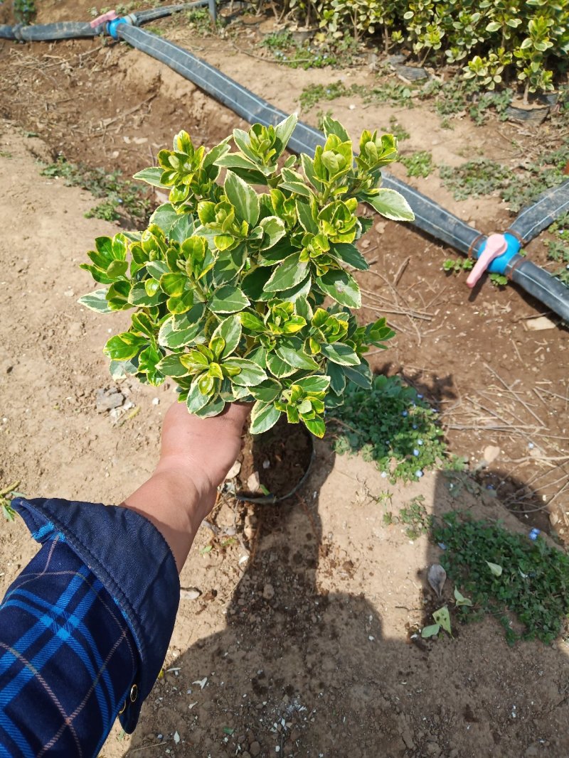 大杯金边黄杨