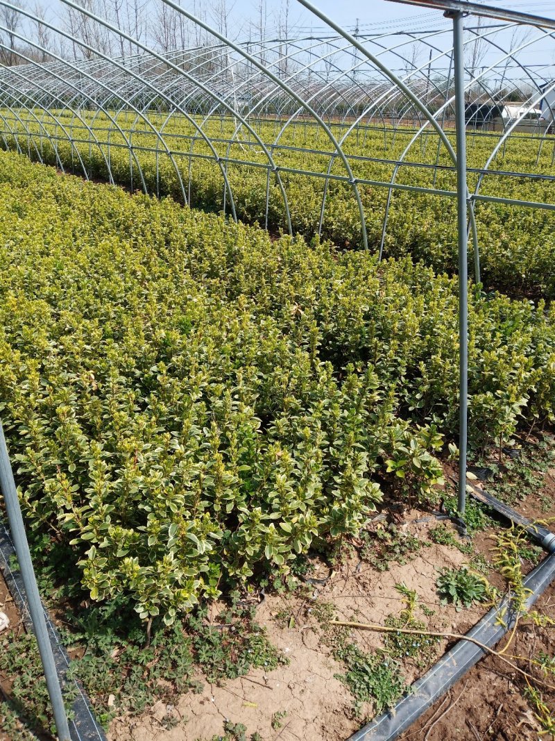 大杯金边黄杨