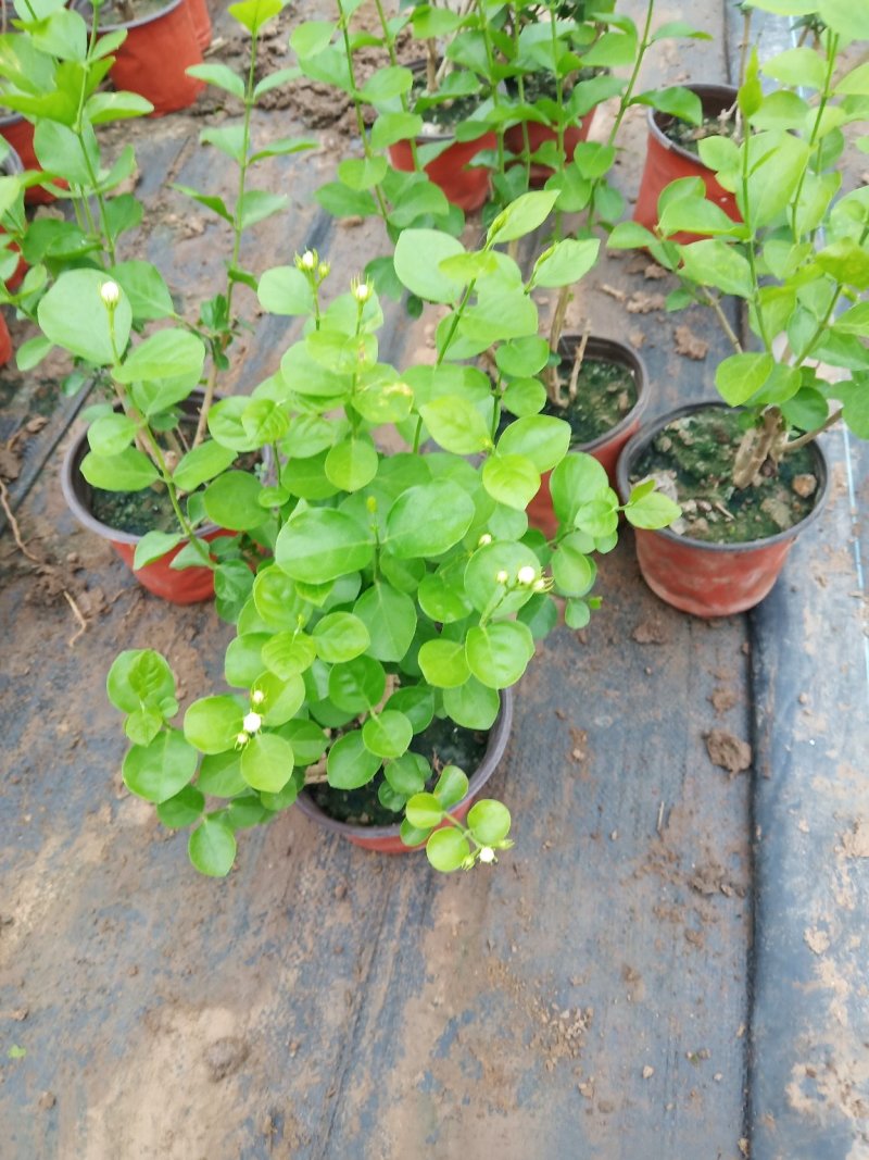 茉莉花