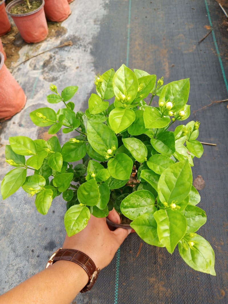 茉莉花