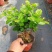 茉莉花