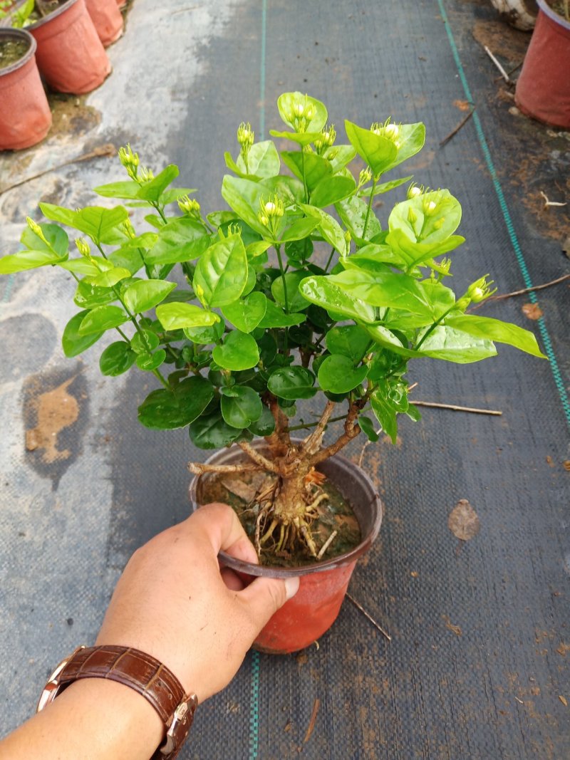 茉莉花