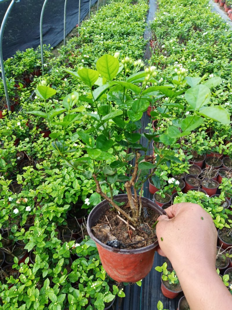 茉莉花