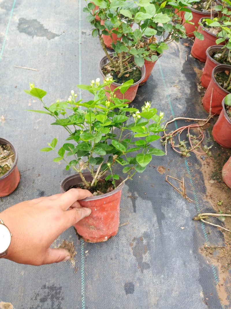 茉莉花