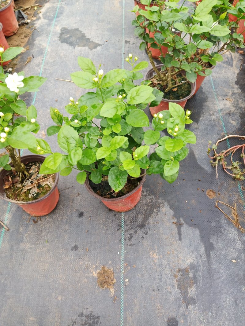 茉莉花