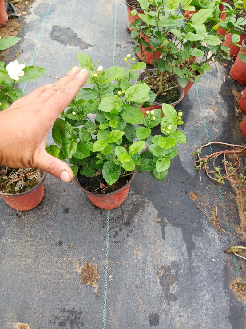 茉莉花