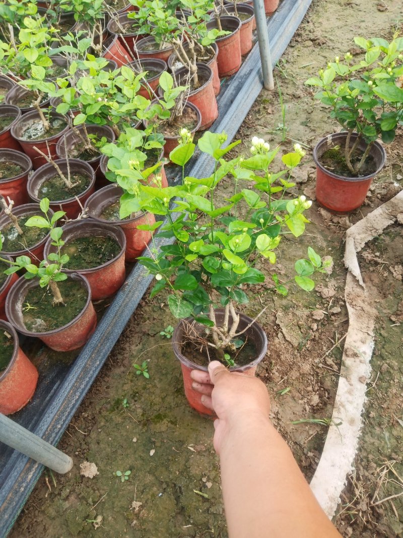 茉莉花