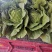 甘肃矮颗3-5斤黄心大白菜7-8成菜一手货源