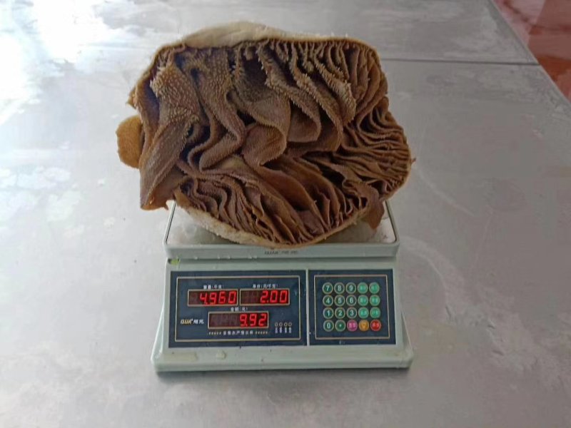 黑肚圆个毛肚黑千层整个牛肚