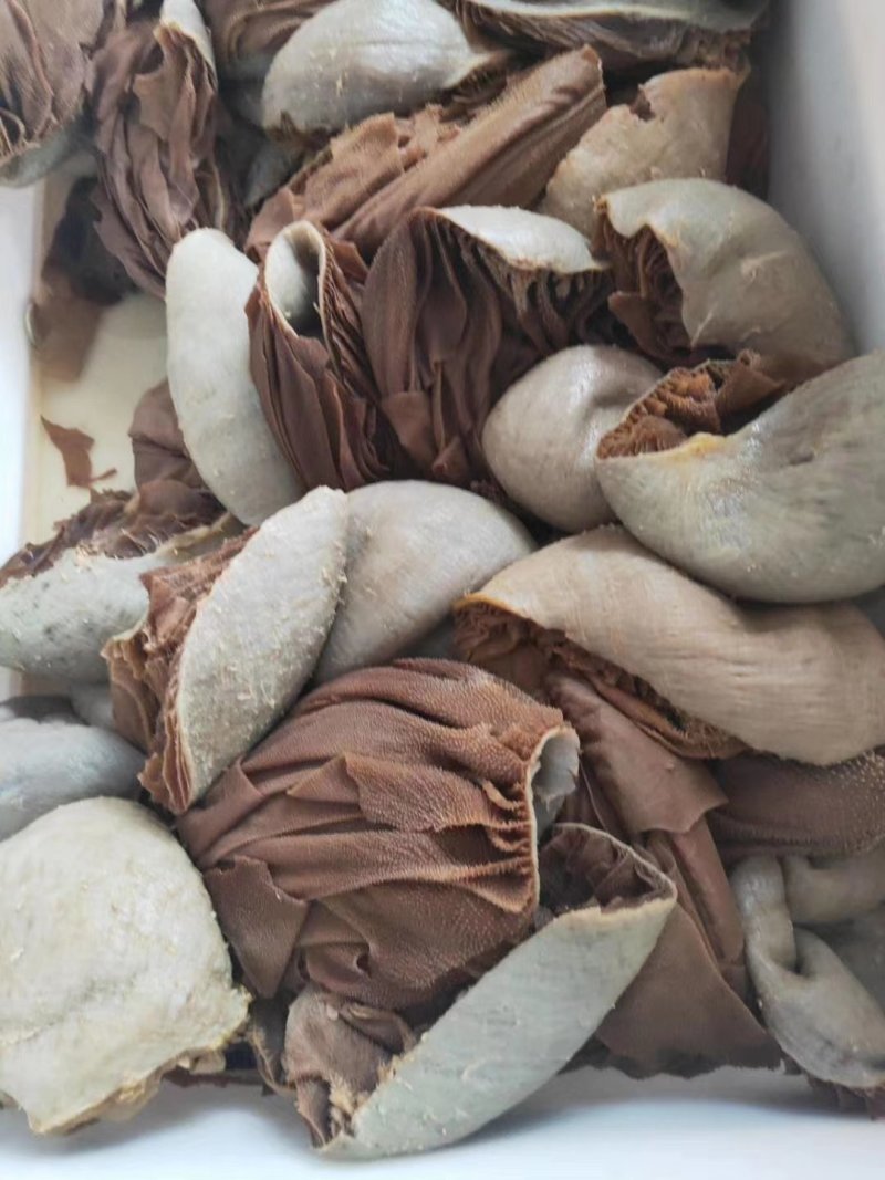 黑肚圆个毛肚黑千层整个牛肚