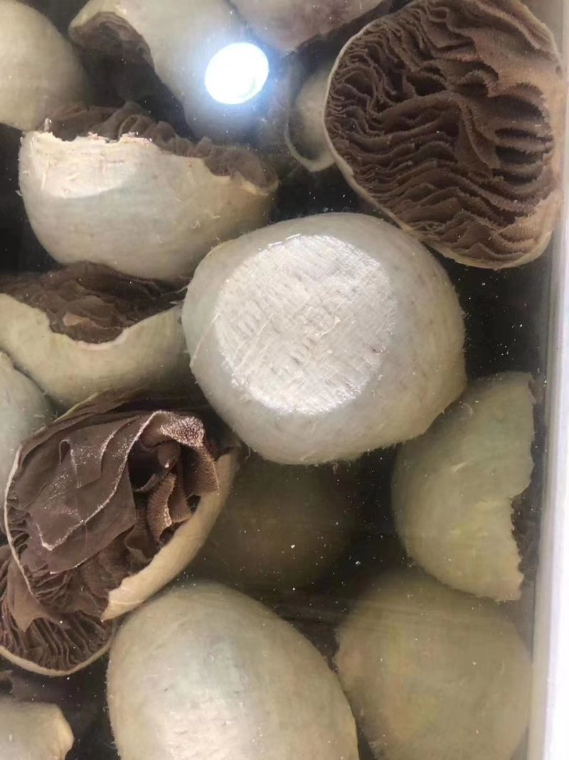 黑肚圆个毛肚黑千层整个牛肚