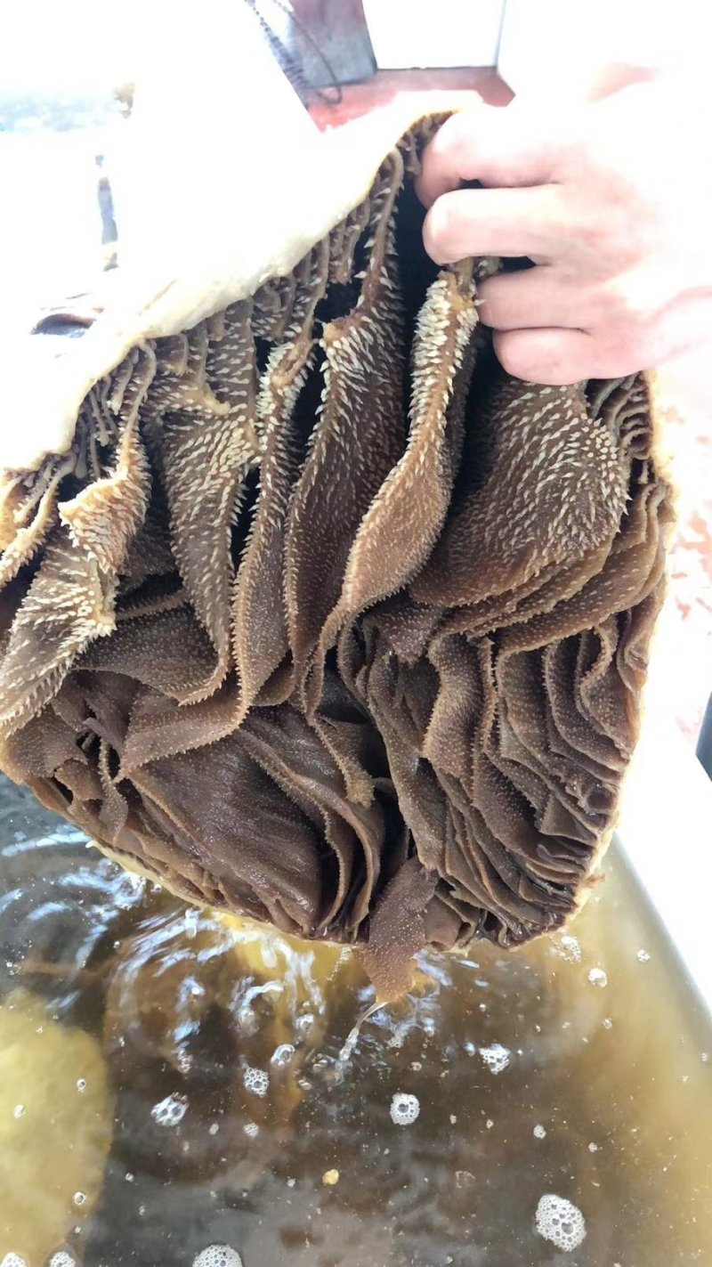 黑肚圆个毛肚黑千层整个牛肚