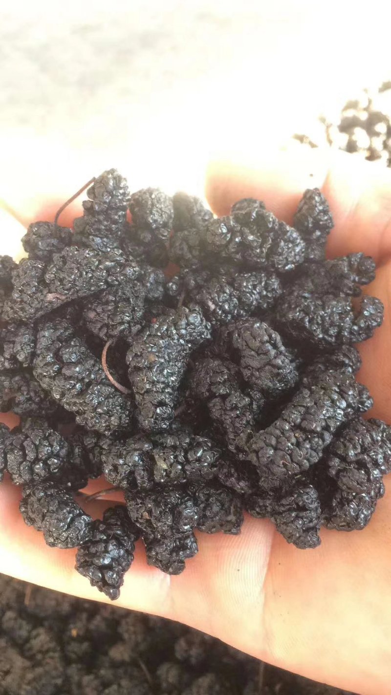 桑葚干，桑椹子，可以泡酒，针对大量批发零售，需要的老板联