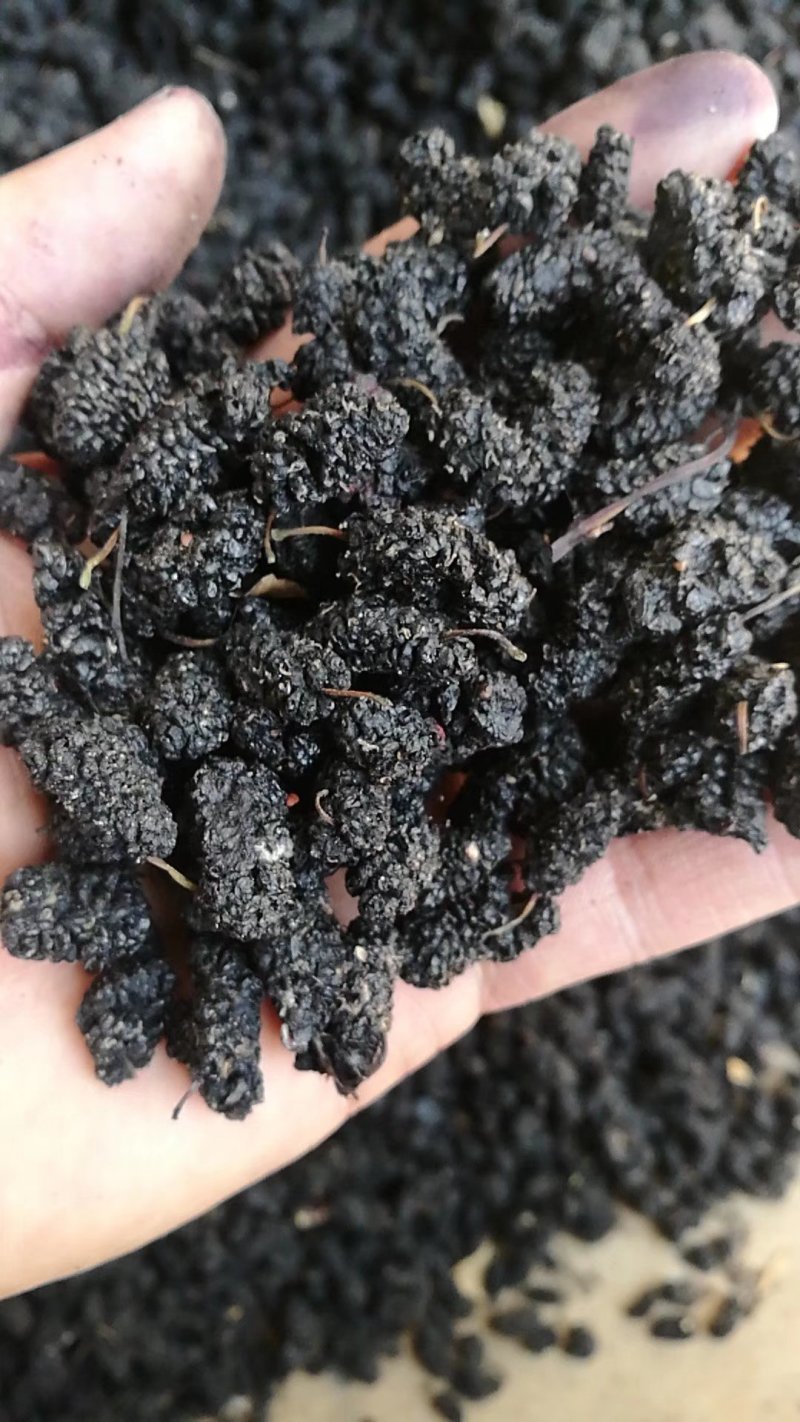 桑葚干，桑椹子，可以泡酒，针对大量批发零售，需要的老板联