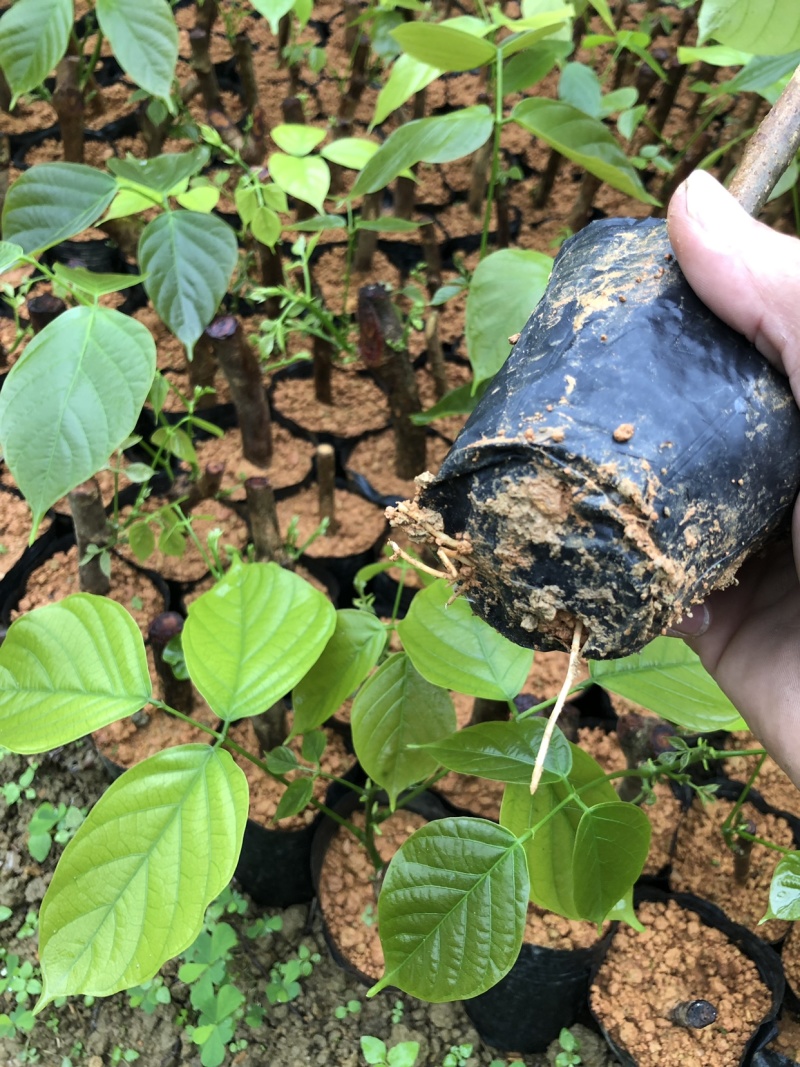 小圈鸡血藤苗、大血藤苗、百万现苗，一次种植反复收益