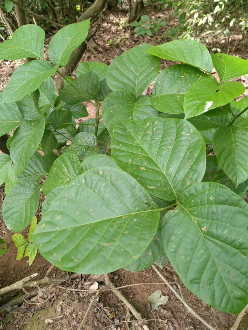 小圈鸡血藤苗、大血藤苗、百万现苗，一次种植反复收益