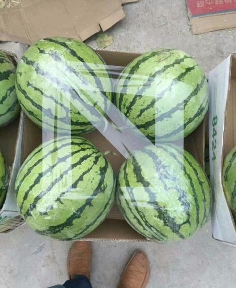 湖北8424，精品西瓜万亩基地直供电商商超对接长期合