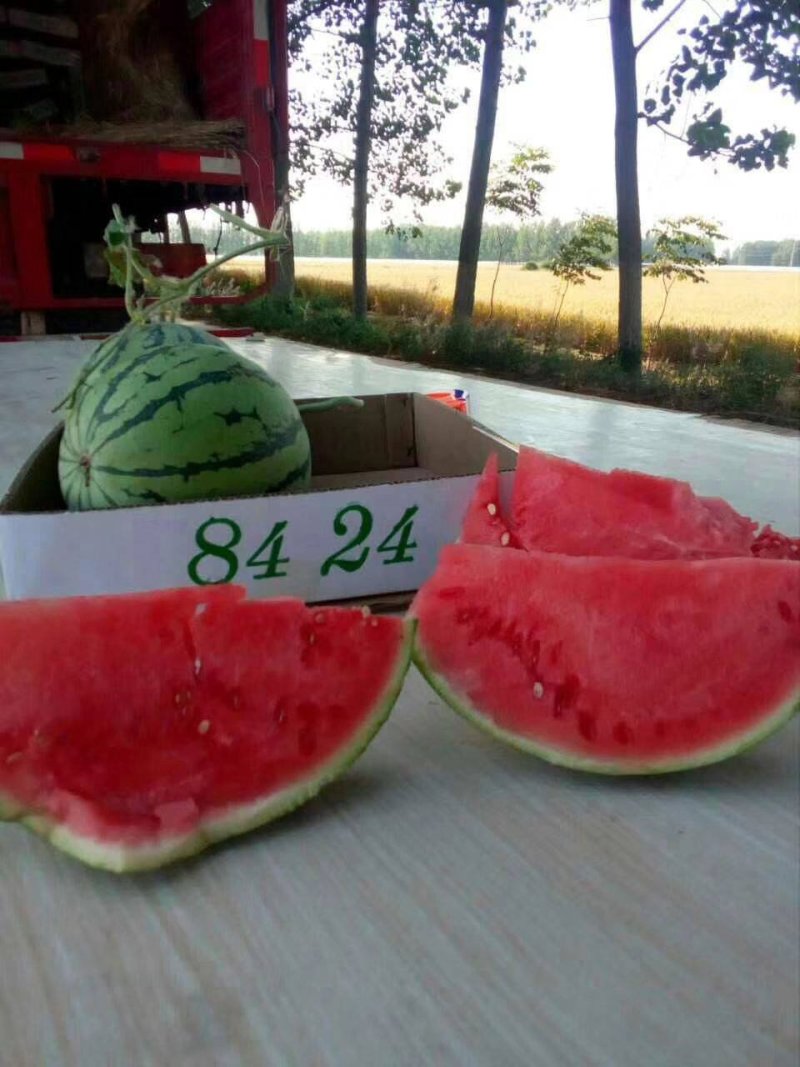 湖北8424，精品西瓜万亩基地直供电商商超对接长期合