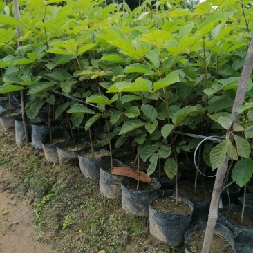 黄花风铃木杯苗50-100cm高