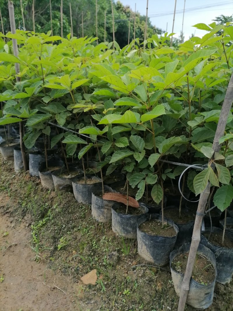 黄花风铃木杯苗50-100cm高