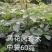 黄花风铃木杯苗50-100cm高
