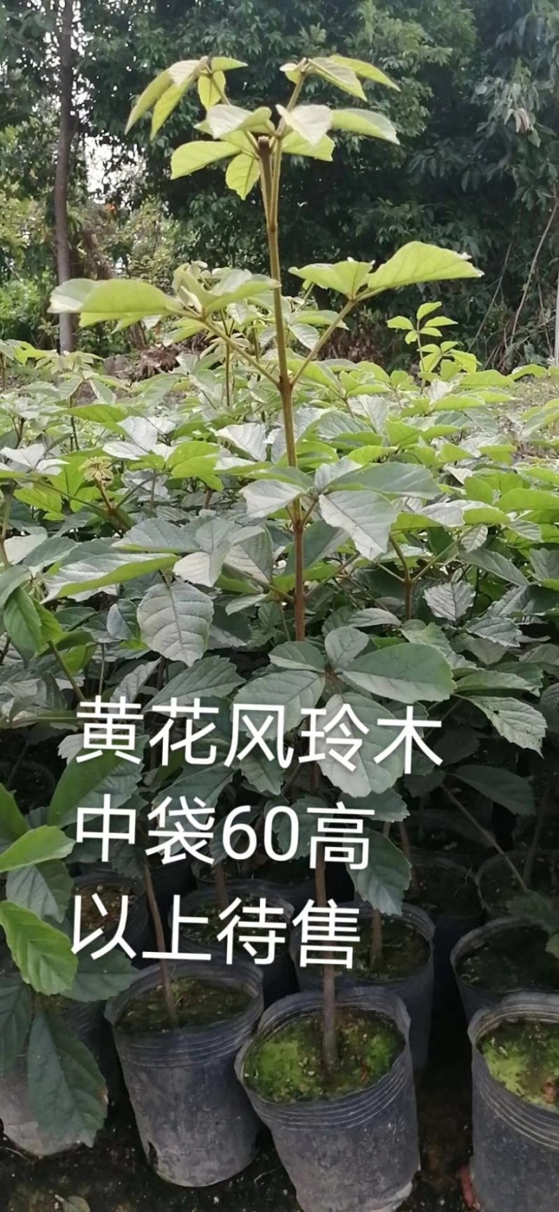 黄花风铃木杯苗50-100cm高