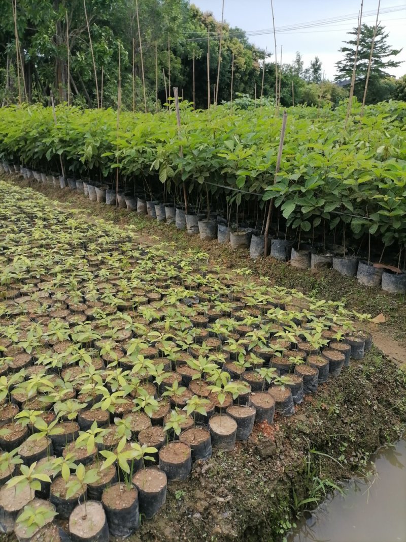 黄花风铃木杯苗50-100cm高