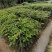 黄花风铃木杯苗50-100cm高