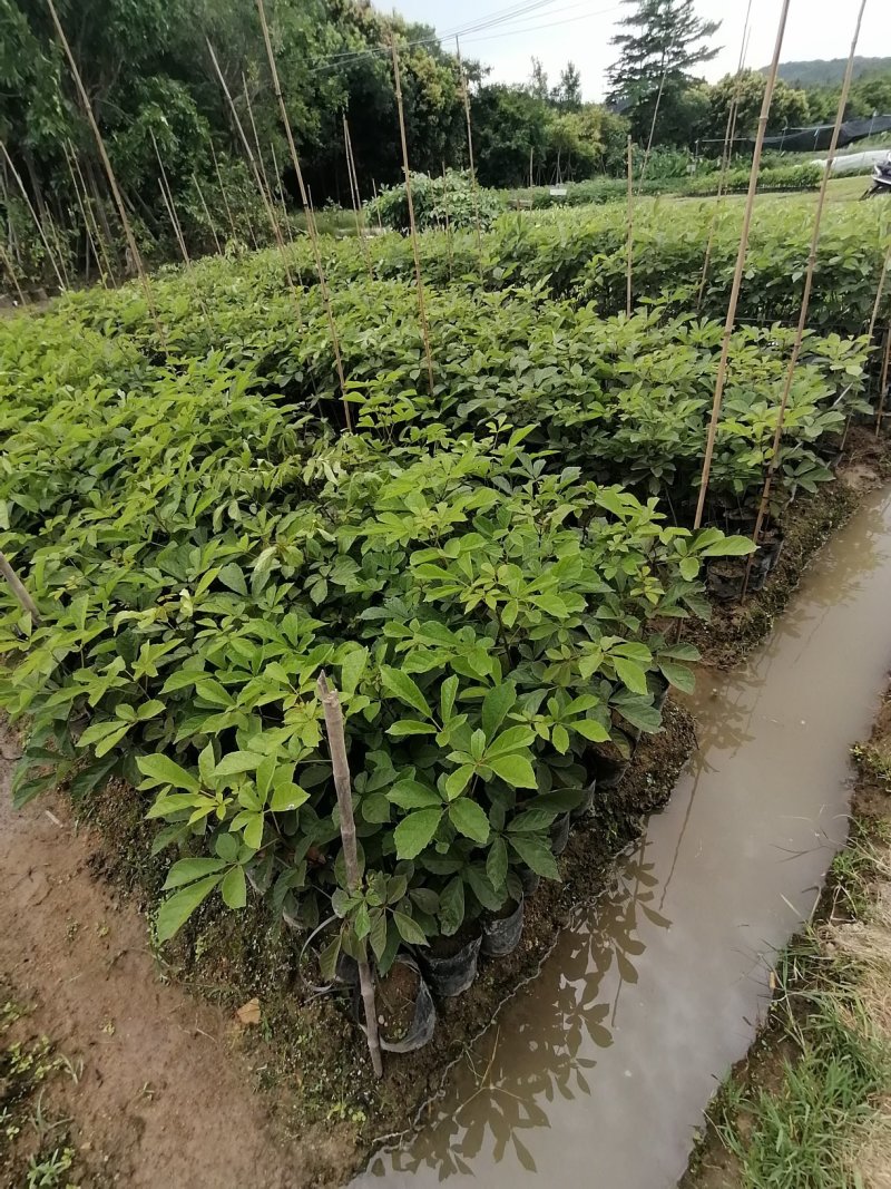 黄花风铃木杯苗50-100cm高