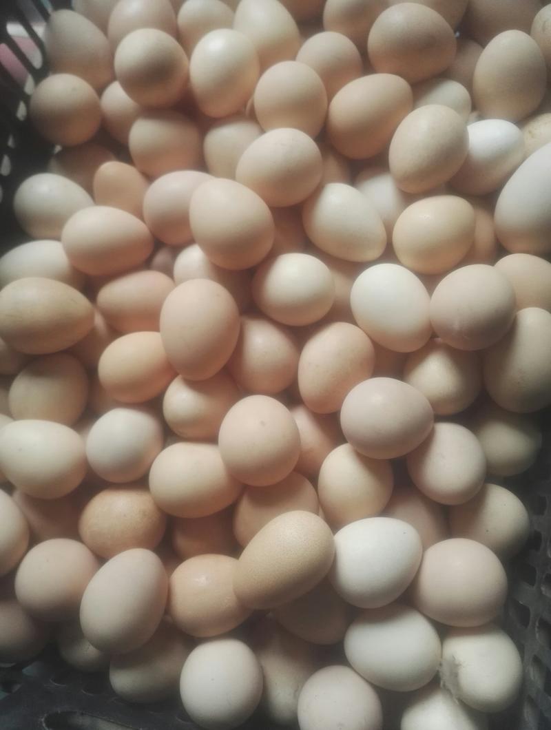 珍珠鸡蛋
