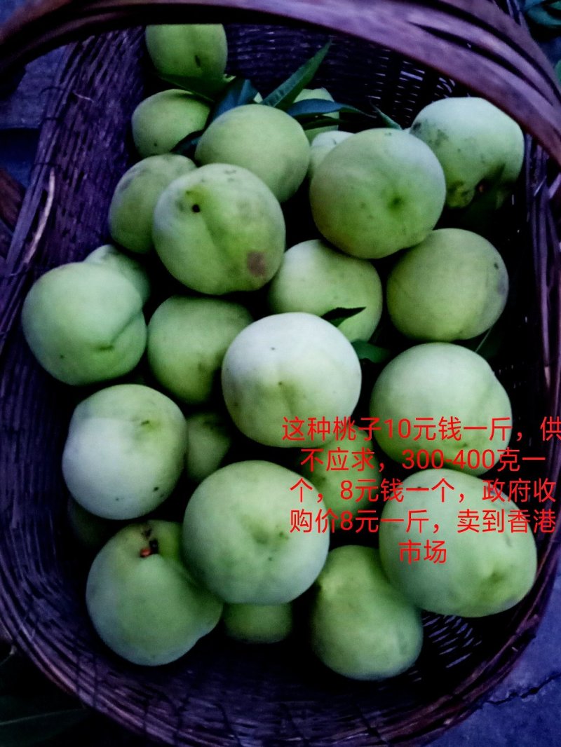 桃树苗，贵州青脆桃，香桃，贵州遵义青青香桃。