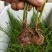 荔浦荸荠正宗荔浦马蹄种子（荸荠苗）1件=1棵