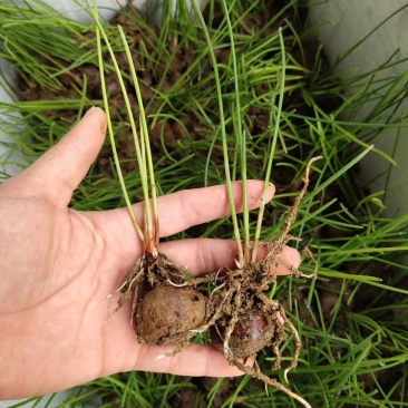 荔浦荸荠正宗荔浦马蹄种子（荸荠苗）1件=1棵