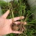荔浦荸荠正宗荔浦马蹄种子（荸荠苗）1件=1棵