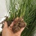 荔浦荸荠正宗荔浦马蹄种子（荸荠苗）1件=1棵