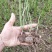 荔浦荸荠正宗荔浦马蹄种子（荸荠苗）1件=1棵