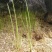 荔浦荸荠正宗荔浦马蹄种子（荸荠苗）1件=1棵
