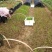 荔浦荸荠正宗荔浦马蹄种子（荸荠苗）1件=1棵