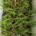 荔浦荸荠正宗荔浦马蹄种子（荸荠苗）1件=1棵