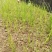 荔浦荸荠正宗荔浦马蹄种子（荸荠苗）1件=1棵