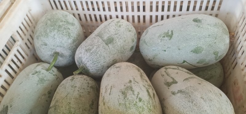 粉娃冬瓜产地冬瓜精品货源四川冬瓜价格