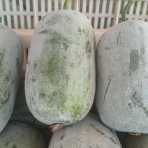 粉娃冬瓜产地冬瓜精品货源四川冬瓜价格