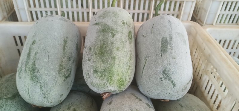 粉娃冬瓜产地冬瓜精品货源四川冬瓜价格