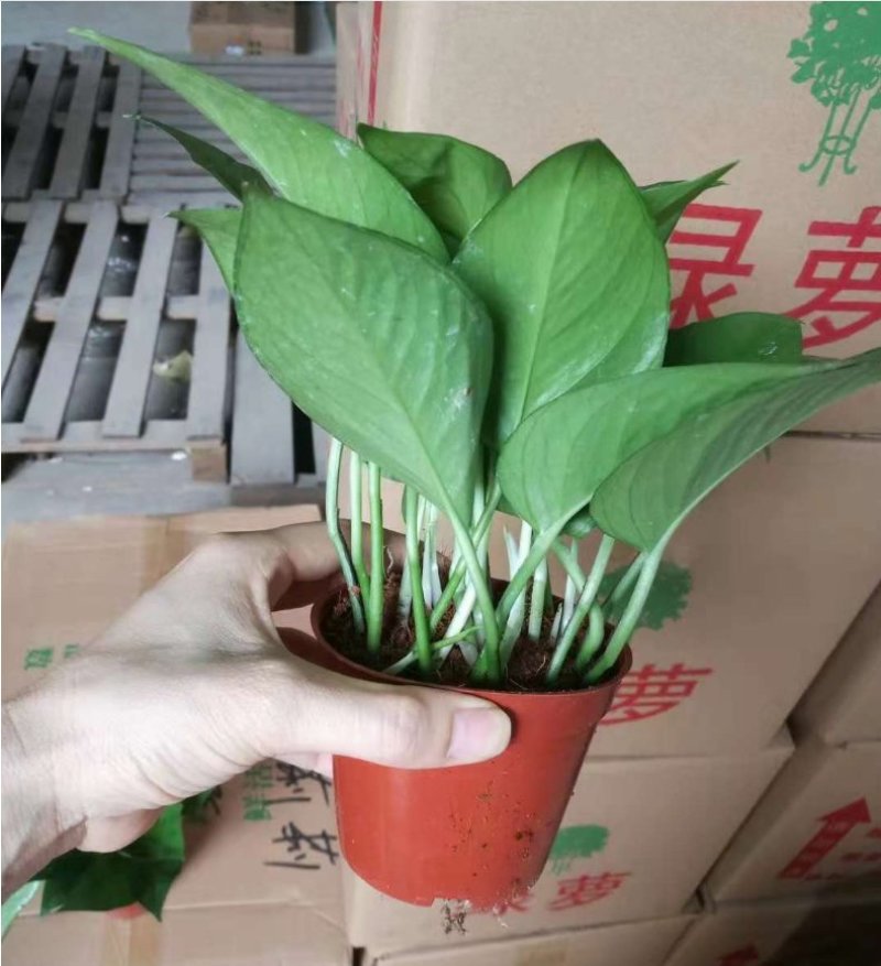 基地直销各种规格绿萝绿化工程店铺摆卖，量大的直接联系价格